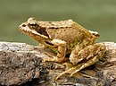 European Common Frog Rana temporaria (cropped).jpg